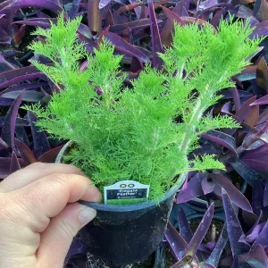 Eupatorium 'Elegant Feather' Live Plant - Perennial Garden Flower, 1 Plant - Image 2