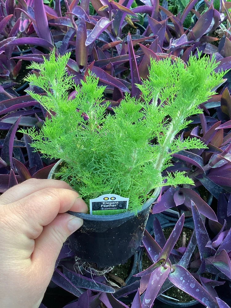 Eupatorium 'Elegant Feather' Live Plant - Perennial Garden Flower, 1 Plant - Image 2