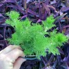 Eupatorium 'Elegant Feather' Live Plant - Perennial Garden Flower, 1 Plant - Image 1