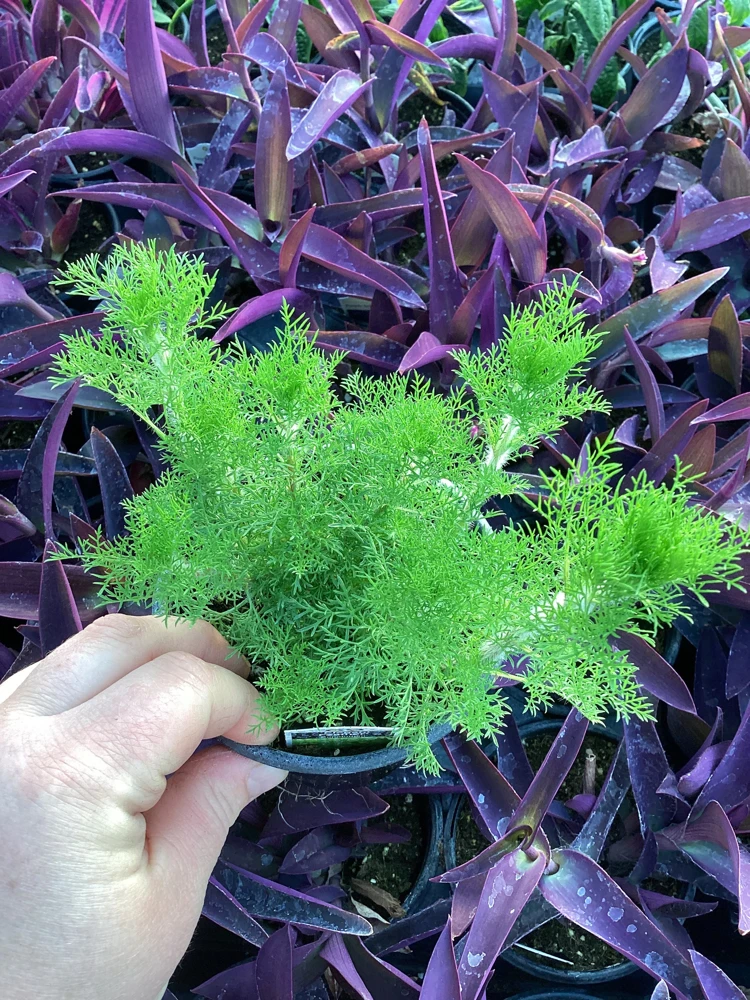 Eupatorium 'Elegant Feather' Live Plant - Perennial Garden Flower, 1 Plant - Image 1