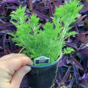 Eupatorium 'Elegant Feather' Live Plant - Perennial Garden Flower, 1 Plant - Image 3