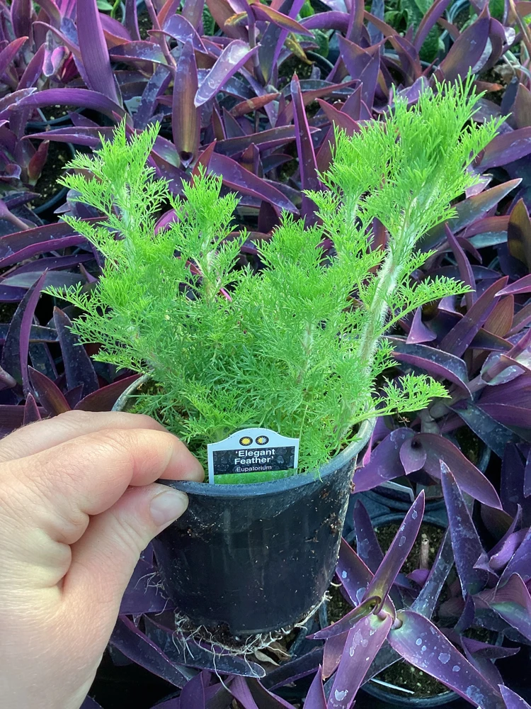 Eupatorium 'Elegant Feather' Live Plant - Perennial Garden Flower, 1 Plant - Image 3