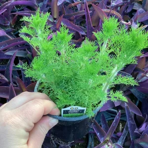 Eupatorium 'Elegant Feather' Live Plant - Perennial Garden Flower, 1 Plant - Image 4