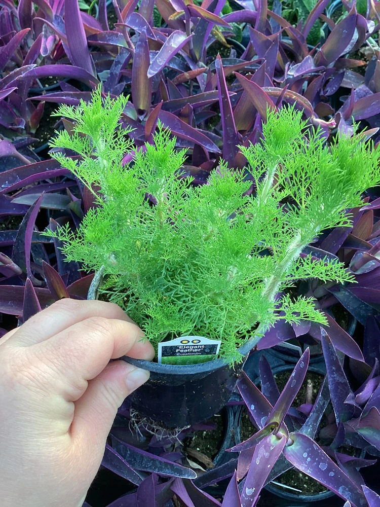 Eupatorium 'Elegant Feather' Live Plant - Perennial Garden Flower, 1 Plant - Image 4