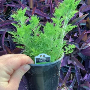 Eupatorium 'Elegant Feather' Live Plant - Perennial Garden Flower, 1 Plant - Image 5