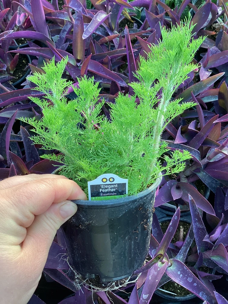 Eupatorium 'Elegant Feather' Live Plant - Perennial Garden Flower, 1 Plant - Image 5