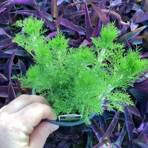 Eupatorium 'Elegant Feather' Live Plant - Perennial Garden Flower, 1 Plant - Image 6