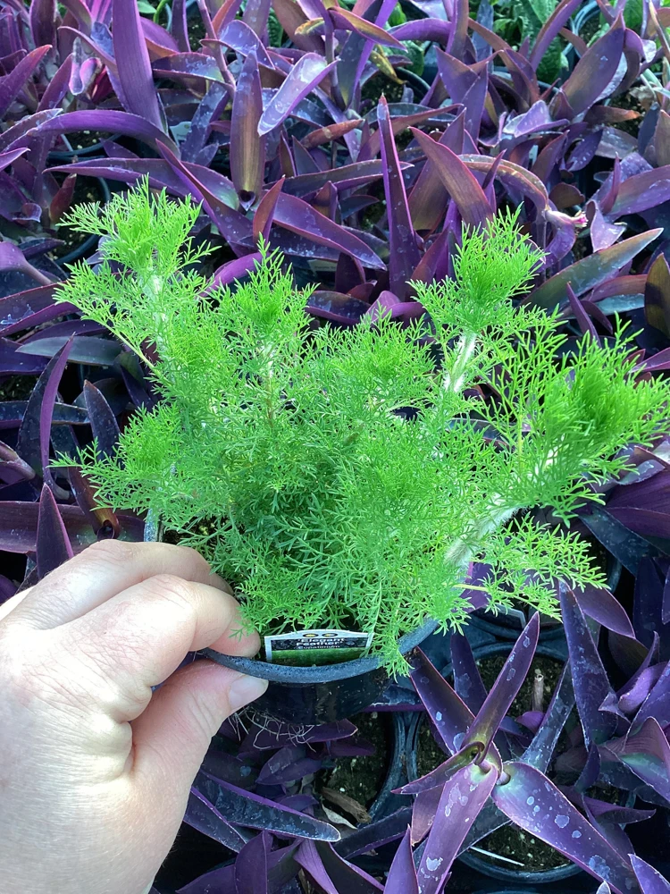 Eupatorium 'Elegant Feather' Live Plant - Perennial Garden Flower, 1 Plant - Image 6
