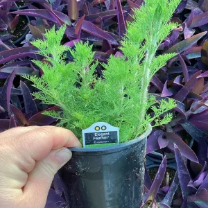 Eupatorium 'Elegant Feather' Live Plant - Perennial Garden Flower, 1 Plant - Image 7