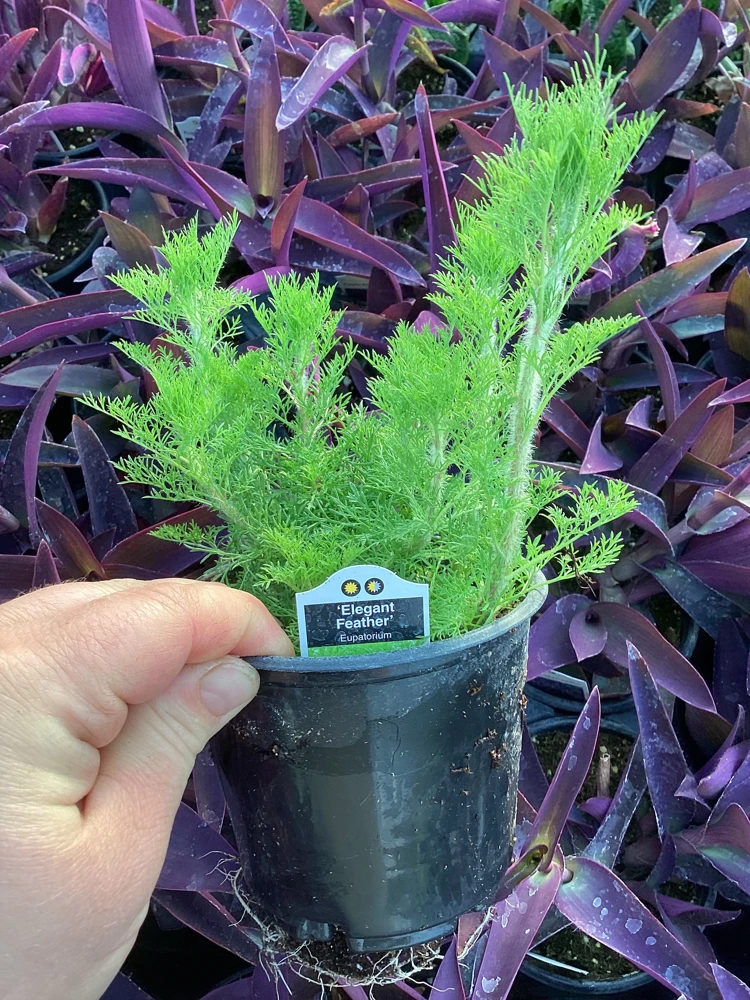 Eupatorium 'Elegant Feather' Live Plant - Perennial Garden Flower, 1 Plant - Image 7