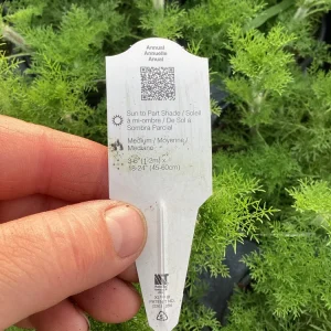 Eupatorium 'Elegant Feather' Live Plant - Perennial Garden Flower, 1 Plant - Image 8