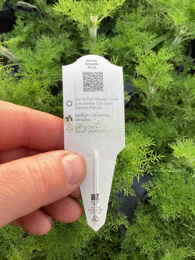 Eupatorium 'Elegant Feather' Live Plant - Perennial Garden Flower, 1 Plant - Image 8