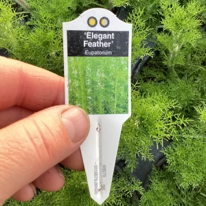 Eupatorium 'Elegant Feather' Live Plant - Perennial Garden Flower, 1 Plant - Image 9
