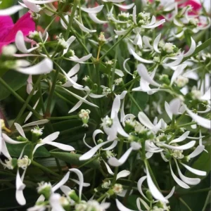 Euphorbia 'Starblast' Snowdrift Live Plant - 4.5 inch Nursery Pot - Image 2