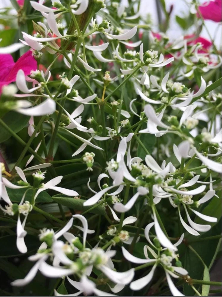 Euphorbia 'Starblast' Snowdrift Live Plant - 4.5 inch Nursery Pot - Image 2