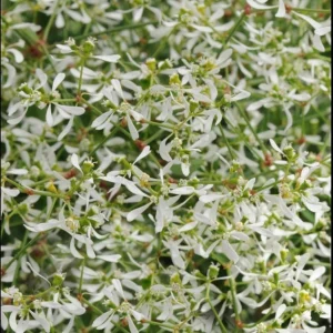 Euphorbia 'Starblast' Snowdrift Live Plant - 4.5 inch Nursery Pot - Image 3