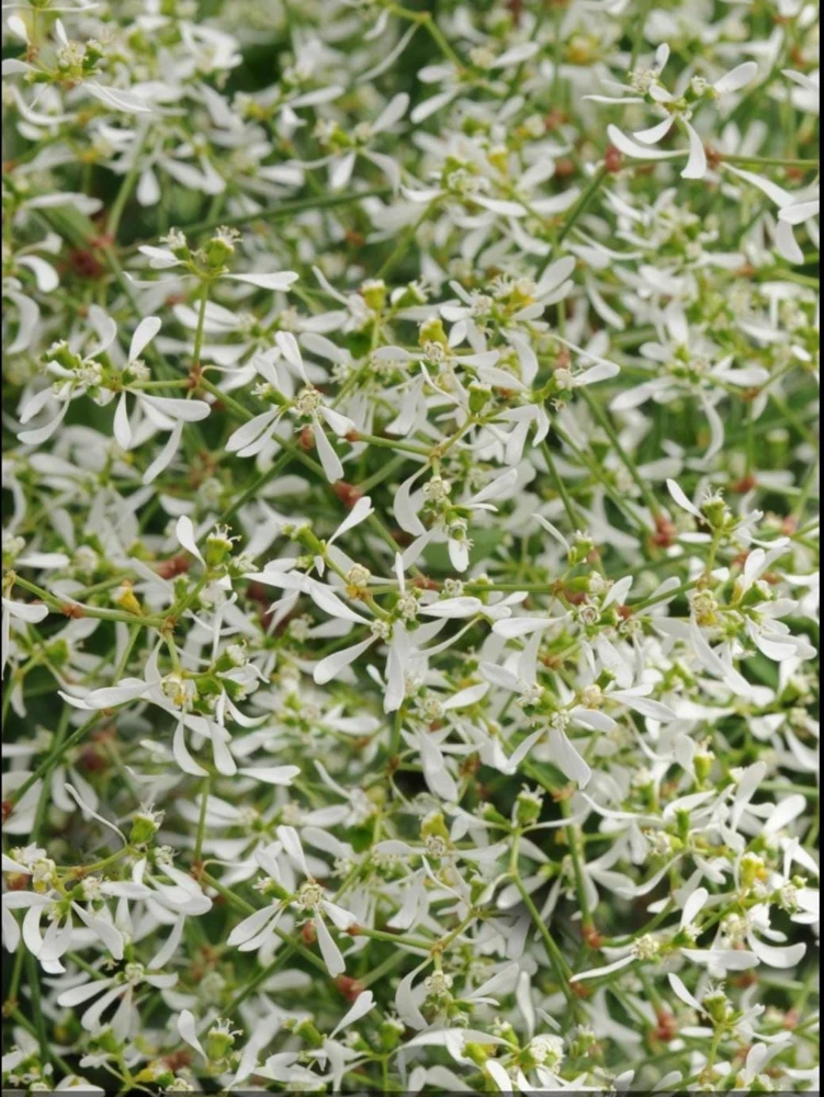 Euphorbia 'Starblast' Snowdrift Live Plant - 4.5 inch Nursery Pot - Image 3