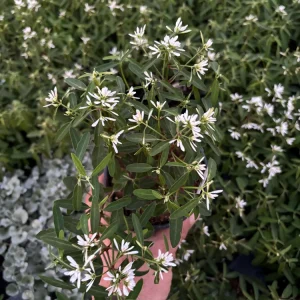 Euphorbia 'Starblast' Snowdrift Live Plant - 4.5 inch Nursery Pot - Image 4