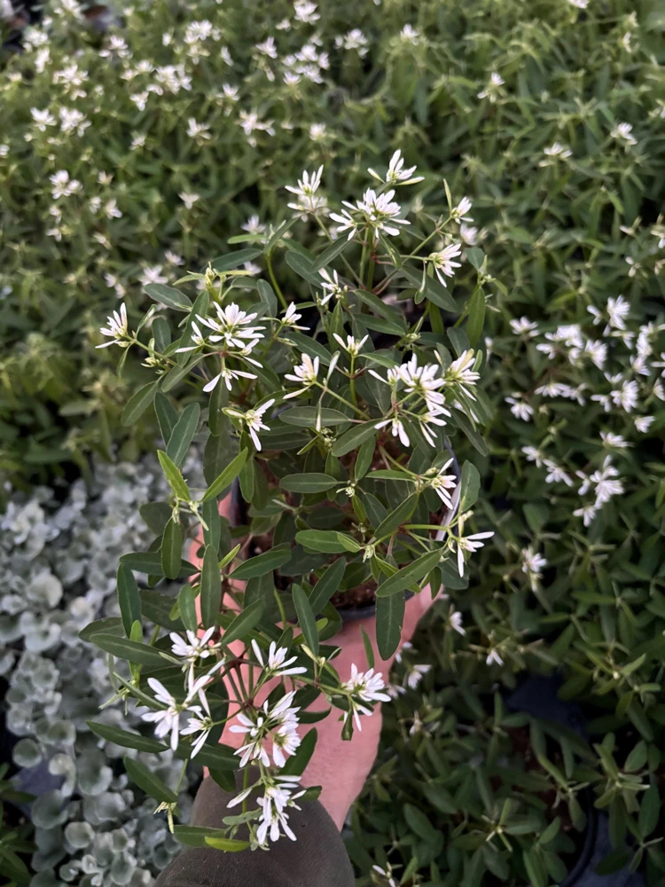 Euphorbia 'Starblast' Snowdrift Live Plant - 4.5 inch Nursery Pot - Image 4