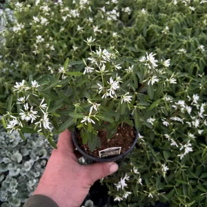 Euphorbia 'Starblast' Snowdrift Live Plant - 4.5 inch Nursery Pot - Image 5
