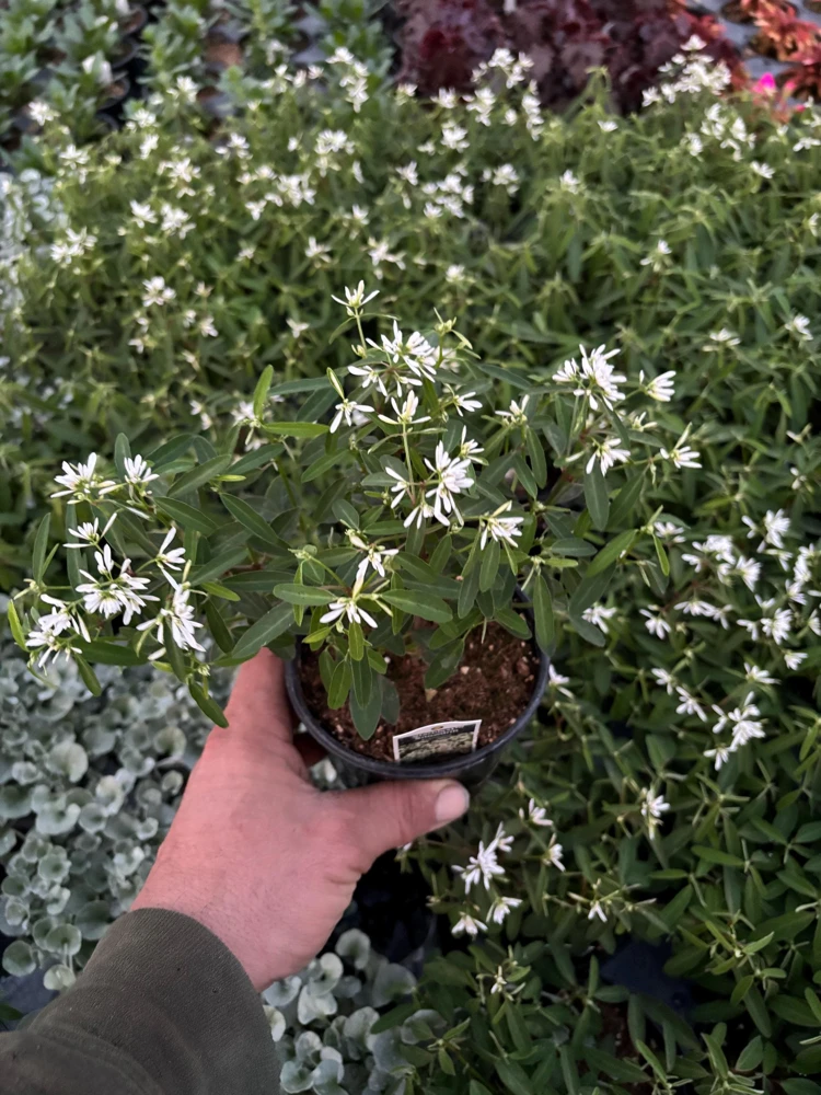 Euphorbia 'Starblast' Snowdrift Live Plant - 4.5 inch Nursery Pot - Image 5