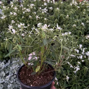 Euphorbia 'Starblast' Snowdrift Live Plant - 4.5 inch Nursery Pot - Image 6