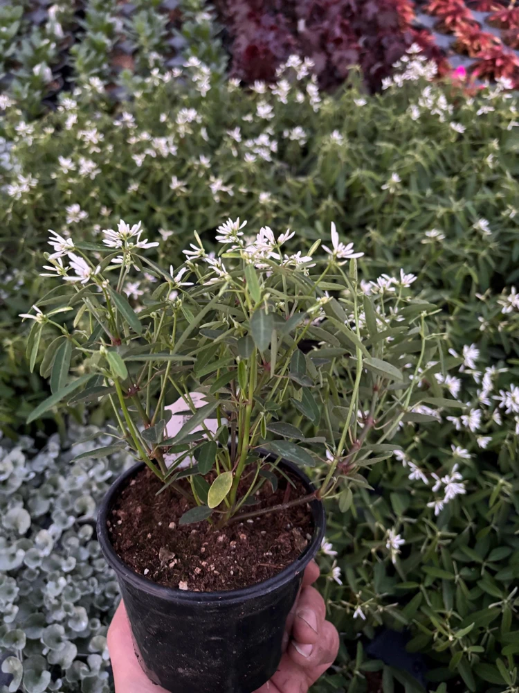 Euphorbia 'Starblast' Snowdrift Live Plant - 4.5 inch Nursery Pot - Image 6