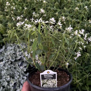 Euphorbia 'Starblast' Snowdrift Live Plant - 4.5 inch Nursery Pot - Image 7