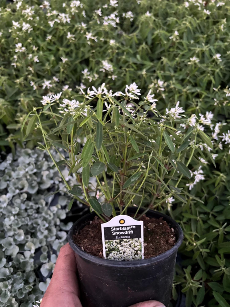 Euphorbia 'Starblast' Snowdrift Live Plant - 4.5 inch Nursery Pot - Image 7