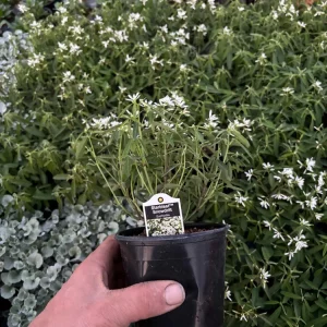 Euphorbia 'Starblast' Snowdrift Live Plant - 4.5 inch Nursery Pot - Image 8