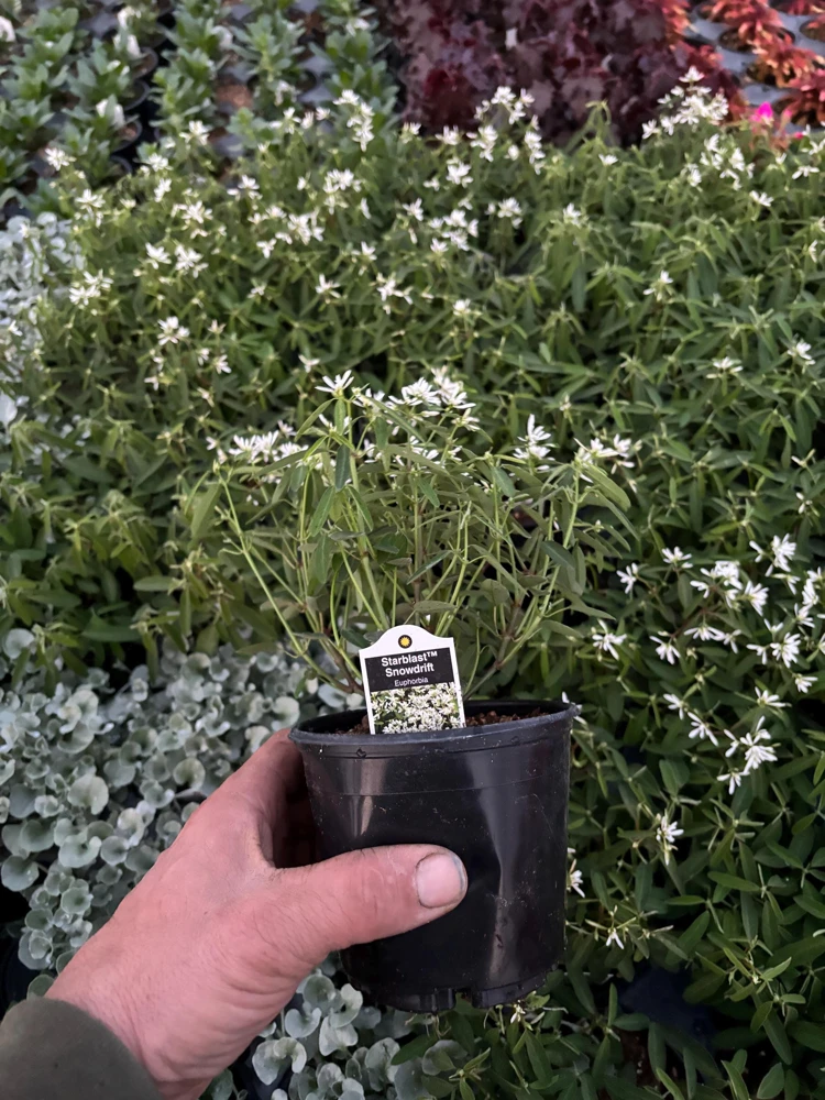 Euphorbia 'Starblast' Snowdrift Live Plant - 4.5 inch Nursery Pot - Image 8