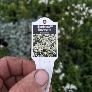 Euphorbia 'Starblast' Snowdrift Live Plant - 4.5 inch Nursery Pot - Image 9