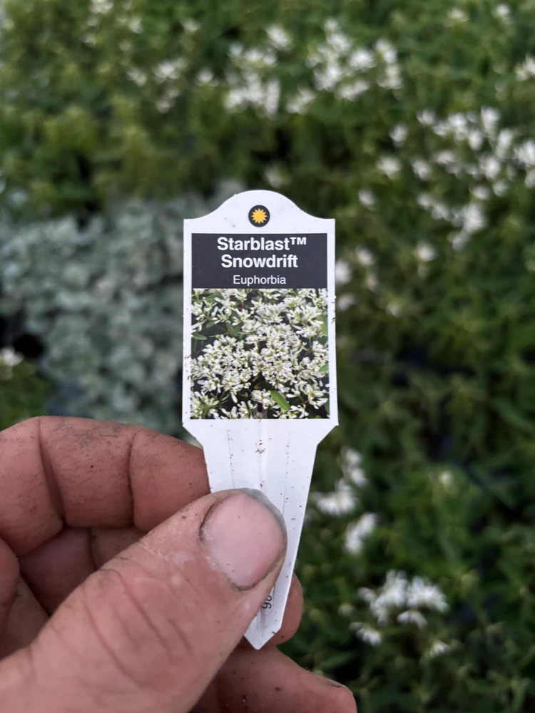 Euphorbia 'Starblast' Snowdrift Live Plant - 4.5 inch Nursery Pot - Image 9