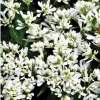 Euphorbia 'Starblast' Snowdrift Live Plant - 4.5 inch Nursery Pot - Image 1