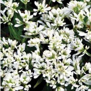 Euphorbia 'Starblast' Snowdrift Live Plant - 4.5 inch Nursery Pot - Image 1