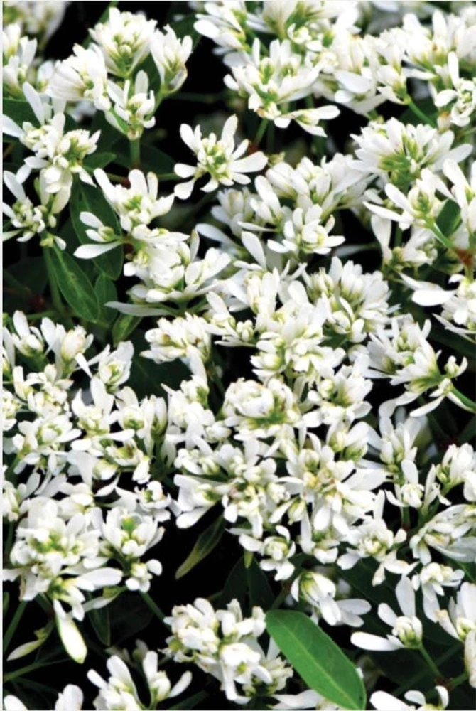 Euphorbia 'Starblast' Snowdrift Live Plant - 4.5 inch Nursery Pot - Image 1