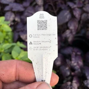 Everleaf Lemon Basil Live Plant – 4.5 inch Pot – Aromatic Culinary Herb - Image 10