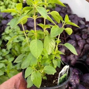 Everleaf Lemon Basil Live Plant – 4.5 inch Pot – Aromatic Culinary Herb - Image 2