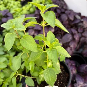 Everleaf Lemon Basil Live Plant – 4.5 inch Pot – Aromatic Culinary Herb - Image 4