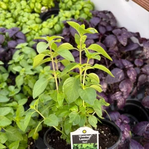 Everleaf Lemon Basil Live Plant – 4.5 inch Pot – Aromatic Culinary Herb - Image 5