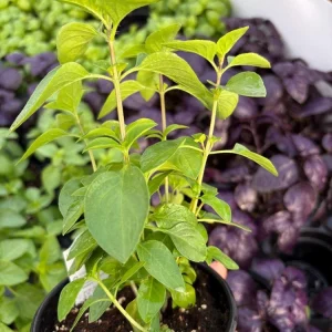 Everleaf Lemon Basil Live Plant – 4.5 inch Pot – Aromatic Culinary Herb - Image 6