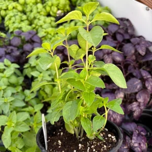 Everleaf Lemon Basil Live Plant – 4.5 inch Pot – Aromatic Culinary Herb - Image 8