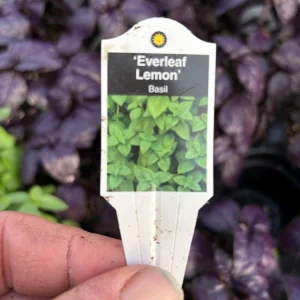 Everleaf Lemon Basil Live Plant – 4.5 inch Pot – Aromatic Culinary Herb - Image 9