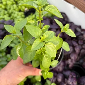 Everleaf Lemon Basil Live Plant – 4.5 inch Pot – Aromatic Culinary Herb - Image 1