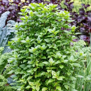 Everleaf Thai Towers Basil Live Plant – 4.5 inch Pot – Aromatic Herb - Image 1