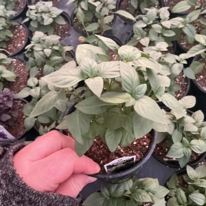 Everleaf Thai Towers Basil Live Plant – 4.5 inch Pot – Aromatic Herb - Image 2