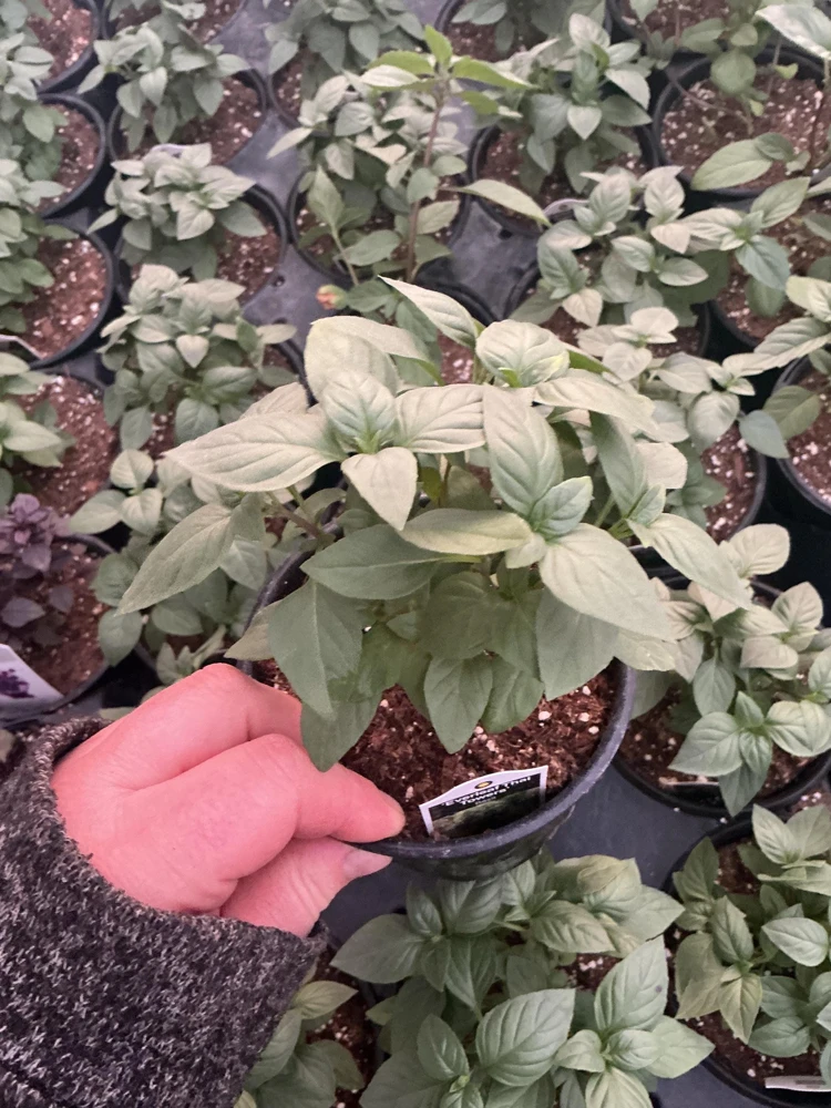 Everleaf Thai Towers Basil Live Plant – 4.5 inch Pot – Aromatic Herb - Image 2
