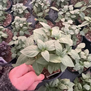 Everleaf Thai Towers Basil Live Plant – 4.5 inch Pot – Aromatic Herb - Image 3