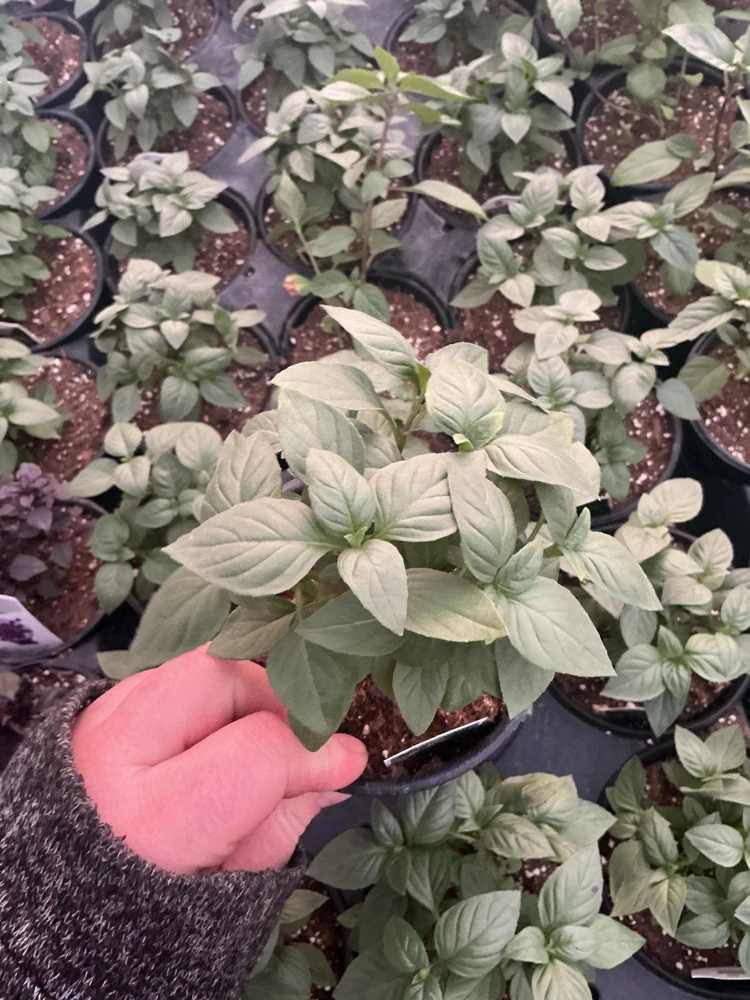 Everleaf Thai Towers Basil Live Plant – 4.5 inch Pot – Aromatic Herb - Image 3