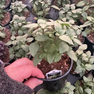 Everleaf Thai Towers Basil Live Plant – 4.5 inch Pot – Aromatic Herb - Image 4